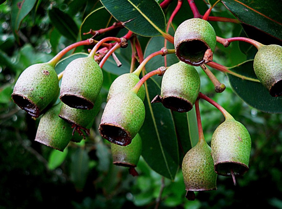 Эвкалипт манноносный