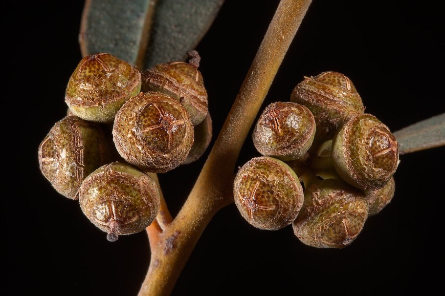 Плоды эвкалипта шаровидного