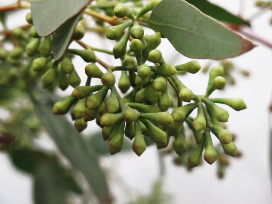 Ветка эвкалипта