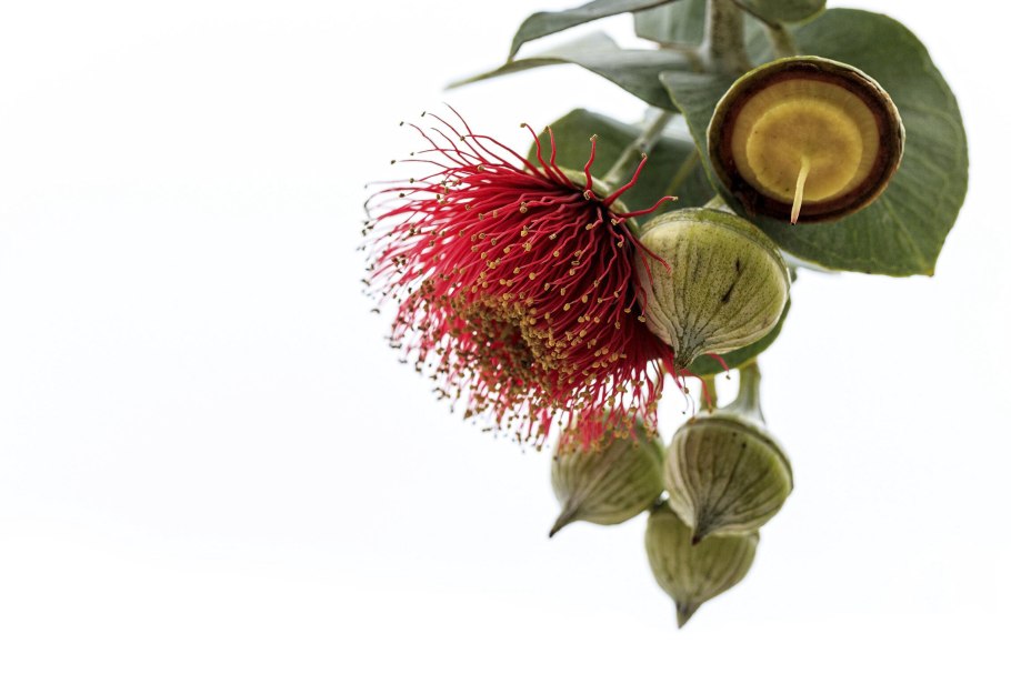 Эвкалипт цветы