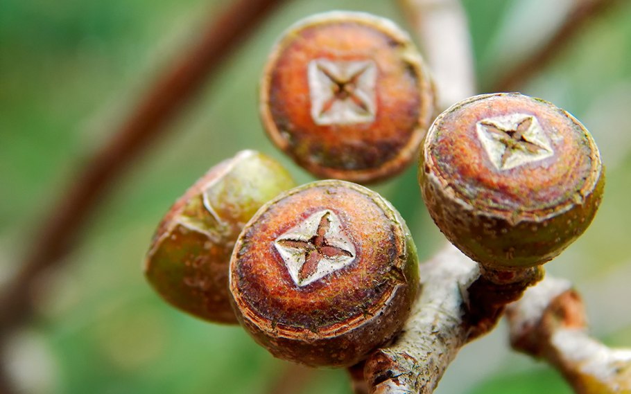 Эвкалиптовое семена