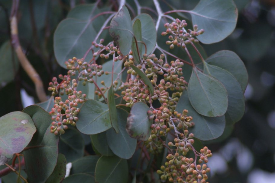 Эвкалипт полиантемос