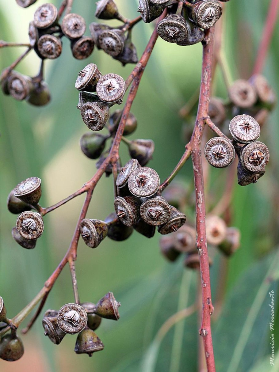 Семенные коробочки эвкалипта