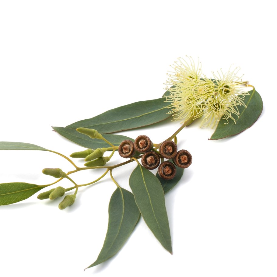 Эвкалипт обильноцветковый