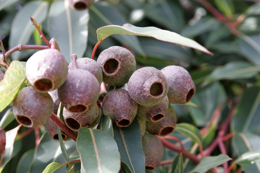 Эвкалипт Gumnut