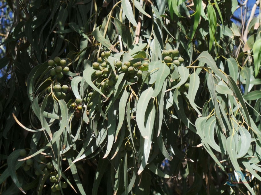 Эвкалипт иволистный плоды