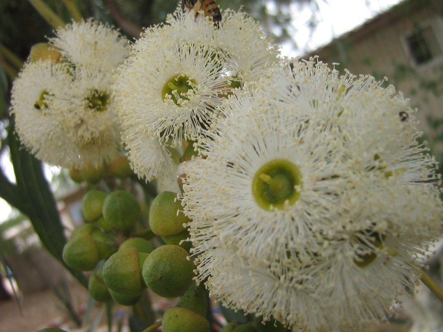Эвкалипт обильноцветковый