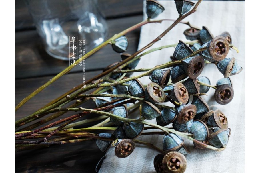 Ягоды эвкалипта