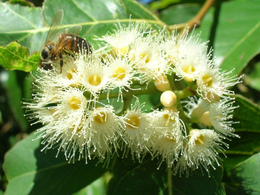 Eucalyptus gamophylla (эвкалипт)