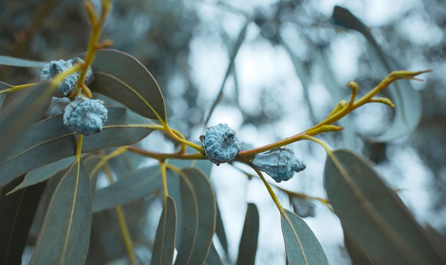 Эвкалипт Ганна цветение