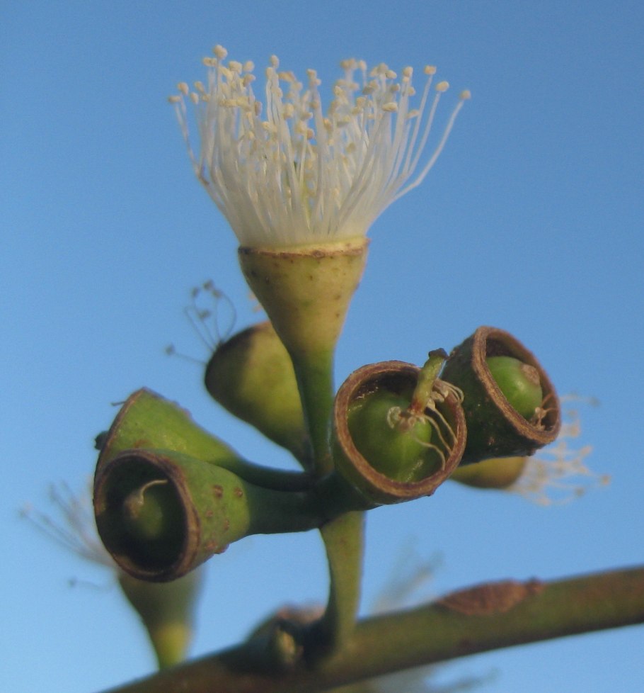Эвкалипт с шишечками