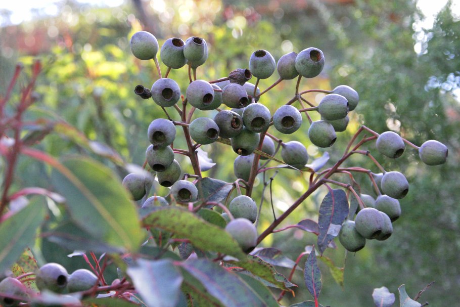 Эвкалипта скрученноплодная