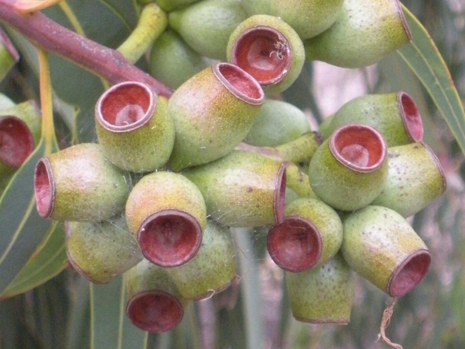 Эвкалипт цветы и плоды