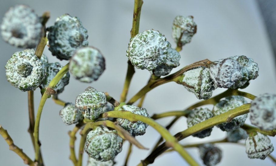 Шишки эвкалипта