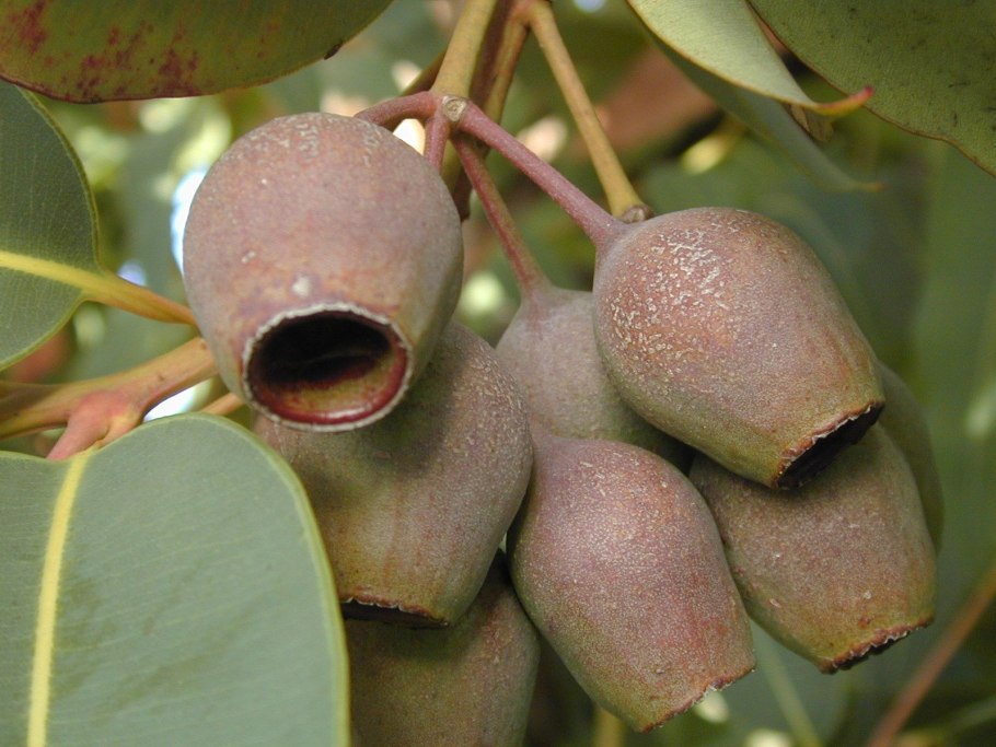 Corymbia ficifolia