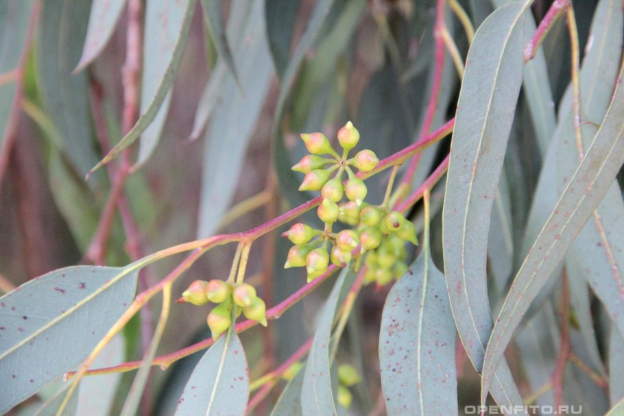 Эвкалипт прутовидный плод