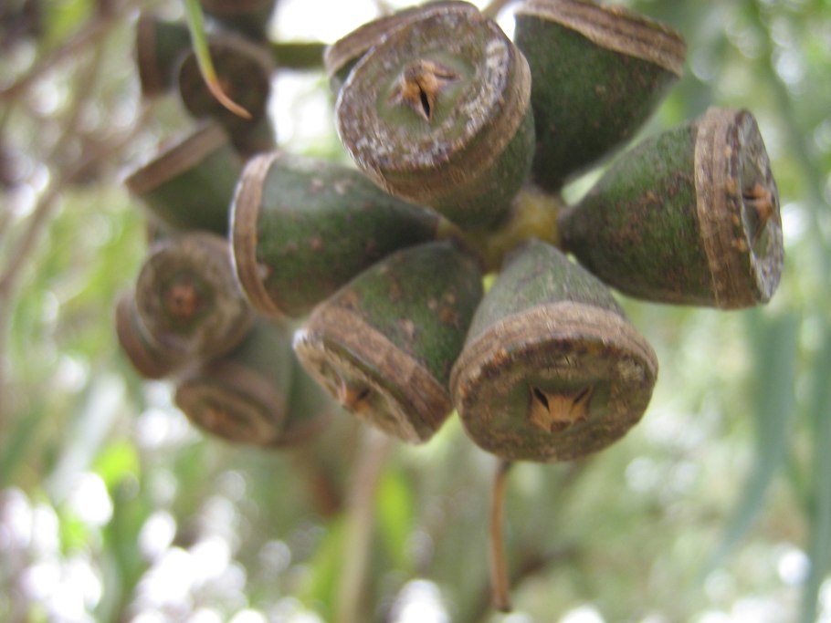 Эвкалипт дерево плоды