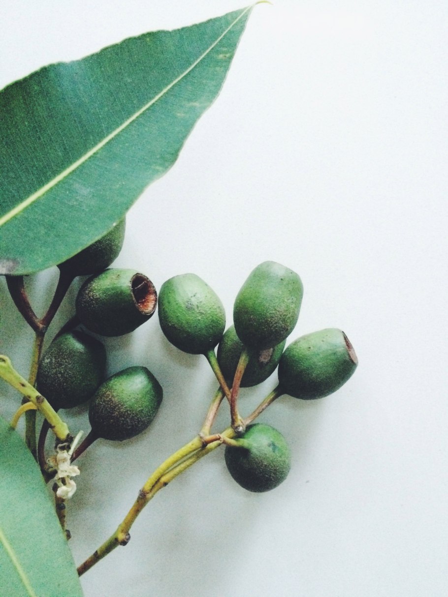 Эвкалипт камеденосный