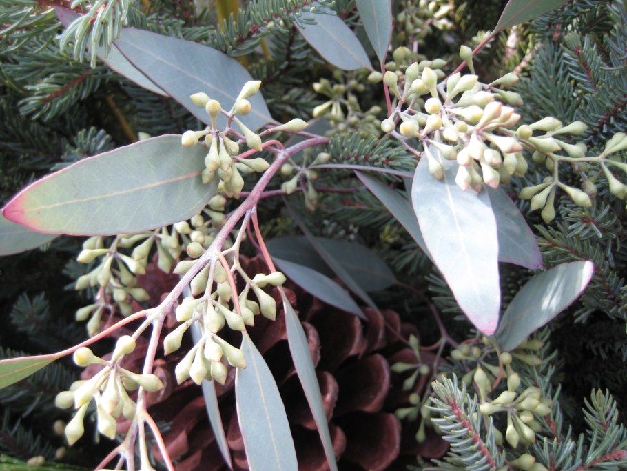 Эвкалипт тетрикорнис