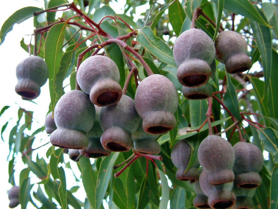 Corymbia calophylla