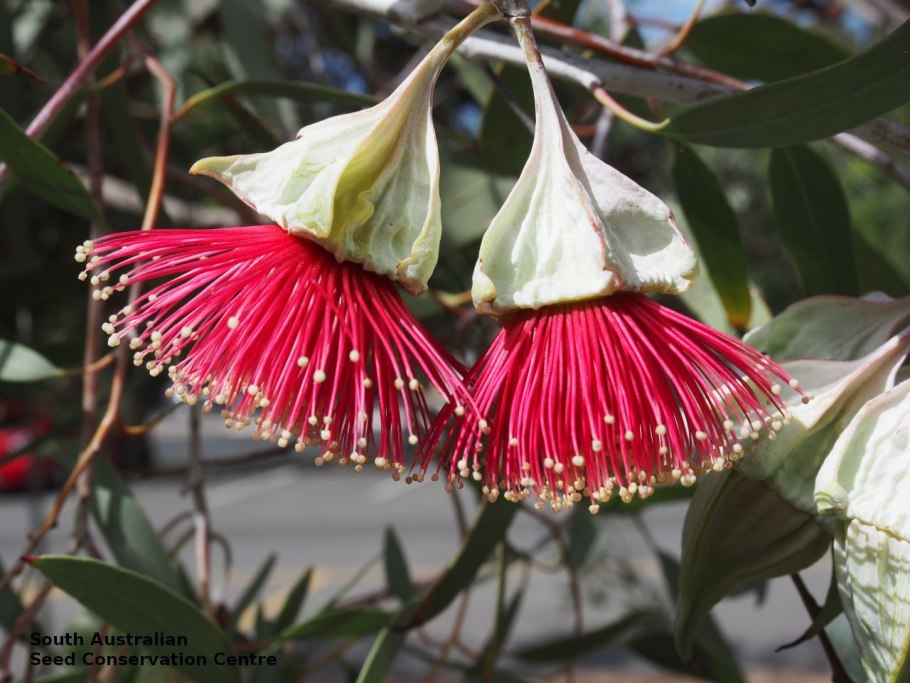 Эвкалипт Радужный цветет