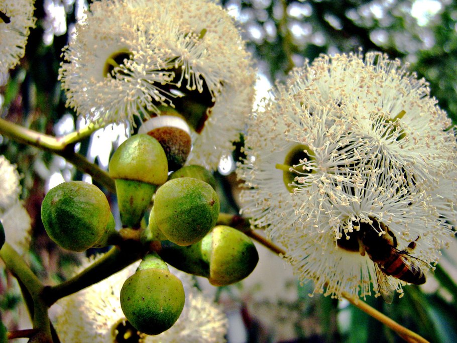 Цветущий эвкалипт