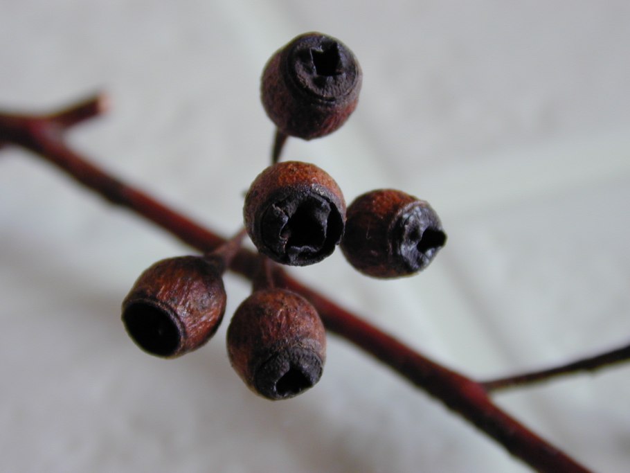 Эвкалипт железнодревесный