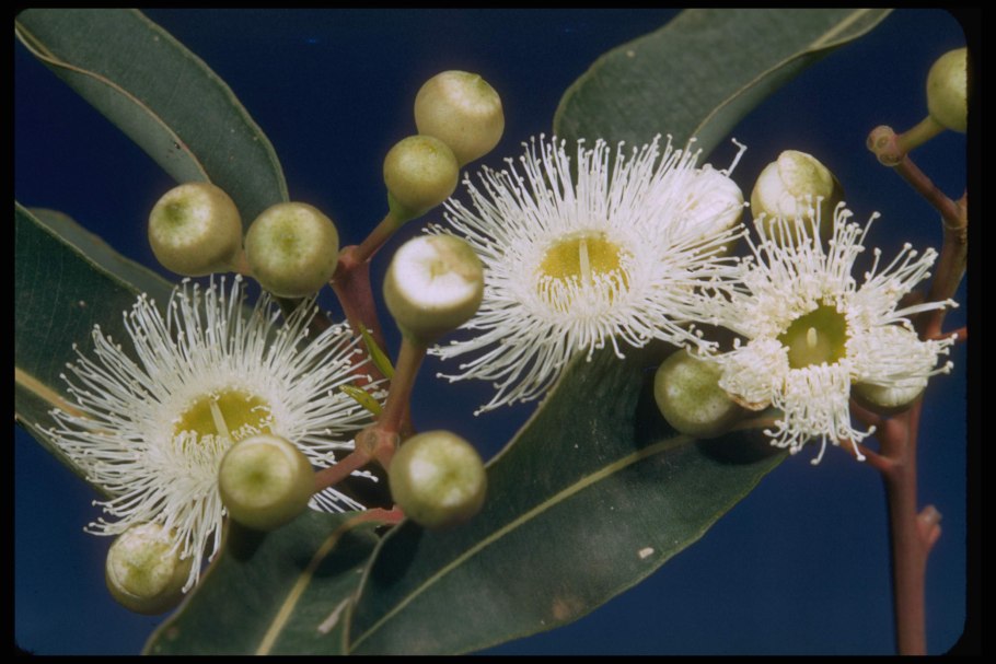 Eucalyptus globulus
