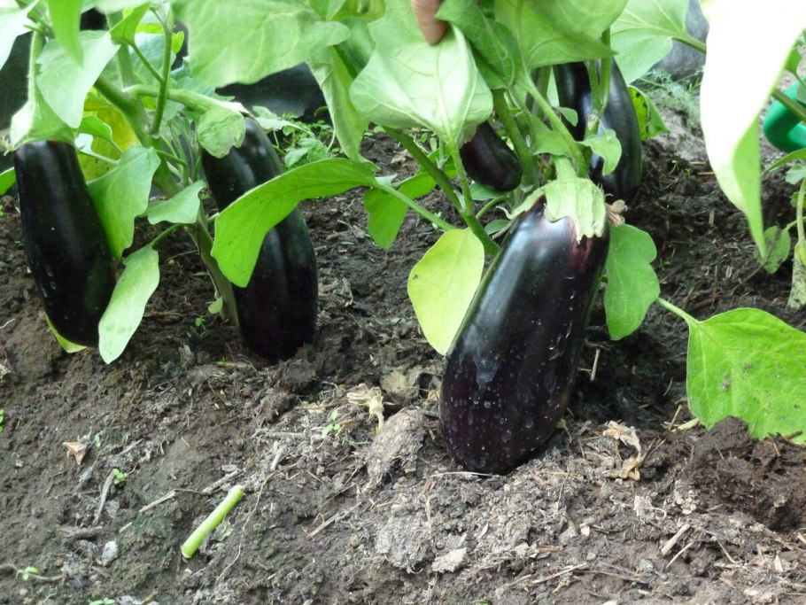 Как растет баклажан на огороде