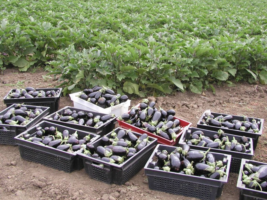 Баклажан растет