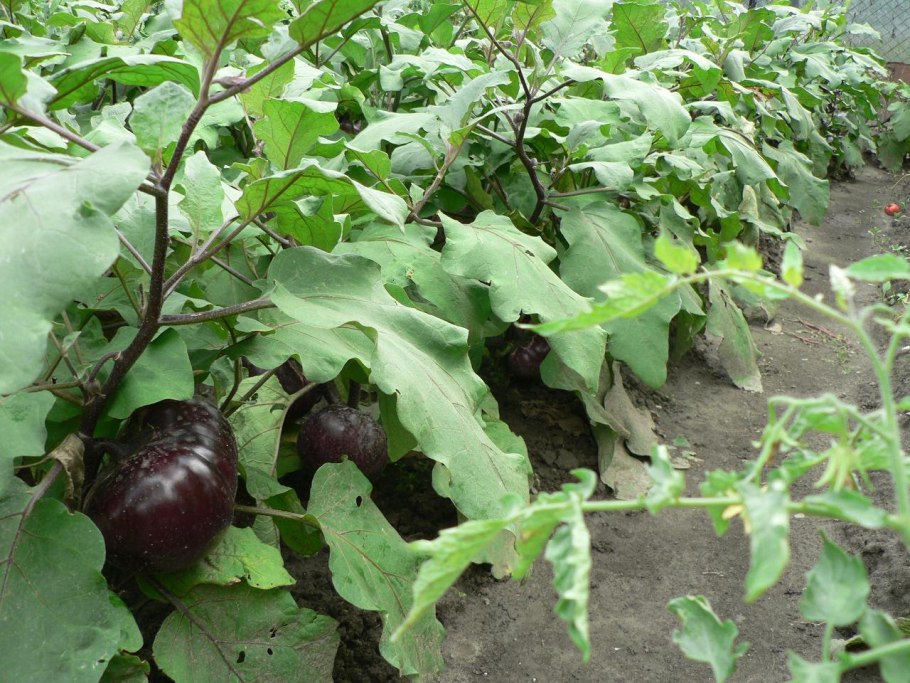 Баклажаны на грядке