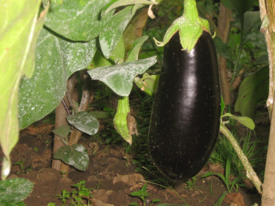 Баклажаны на грядке