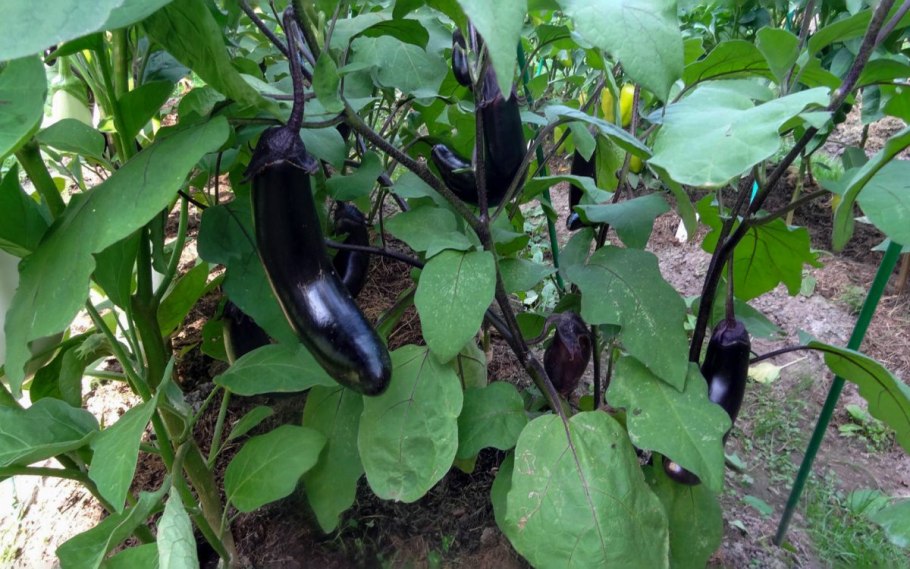 Ботва баклажанов