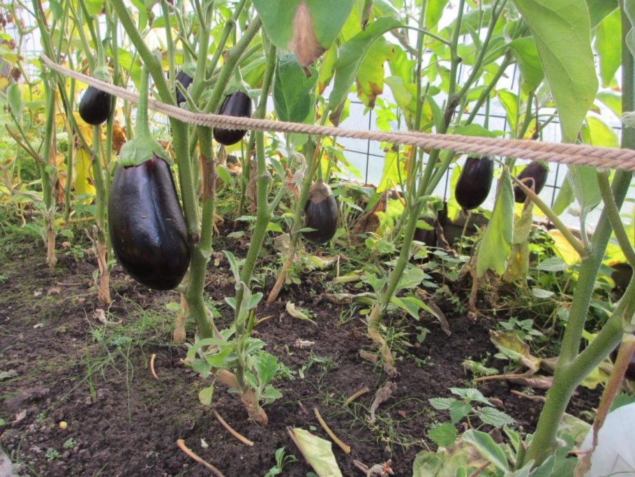 СЕДЕК баклажан каприз f1