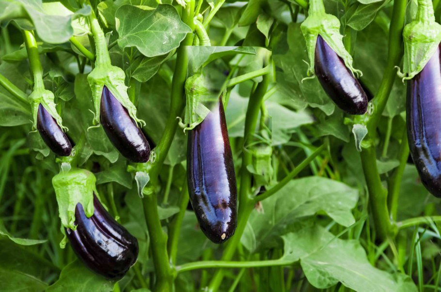 Баклажаны черный красавец рассада