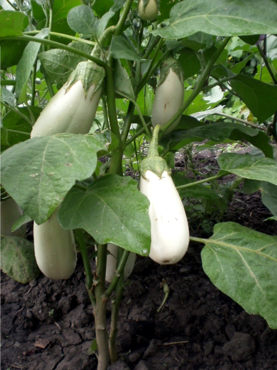 Баклажан Анет f1