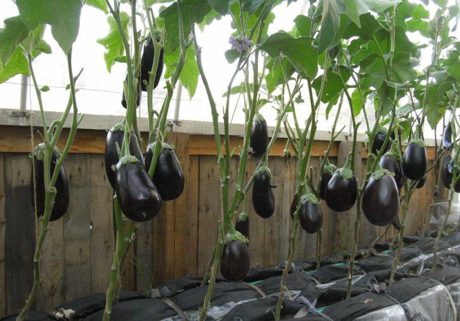 Баклажан сорт Матросик