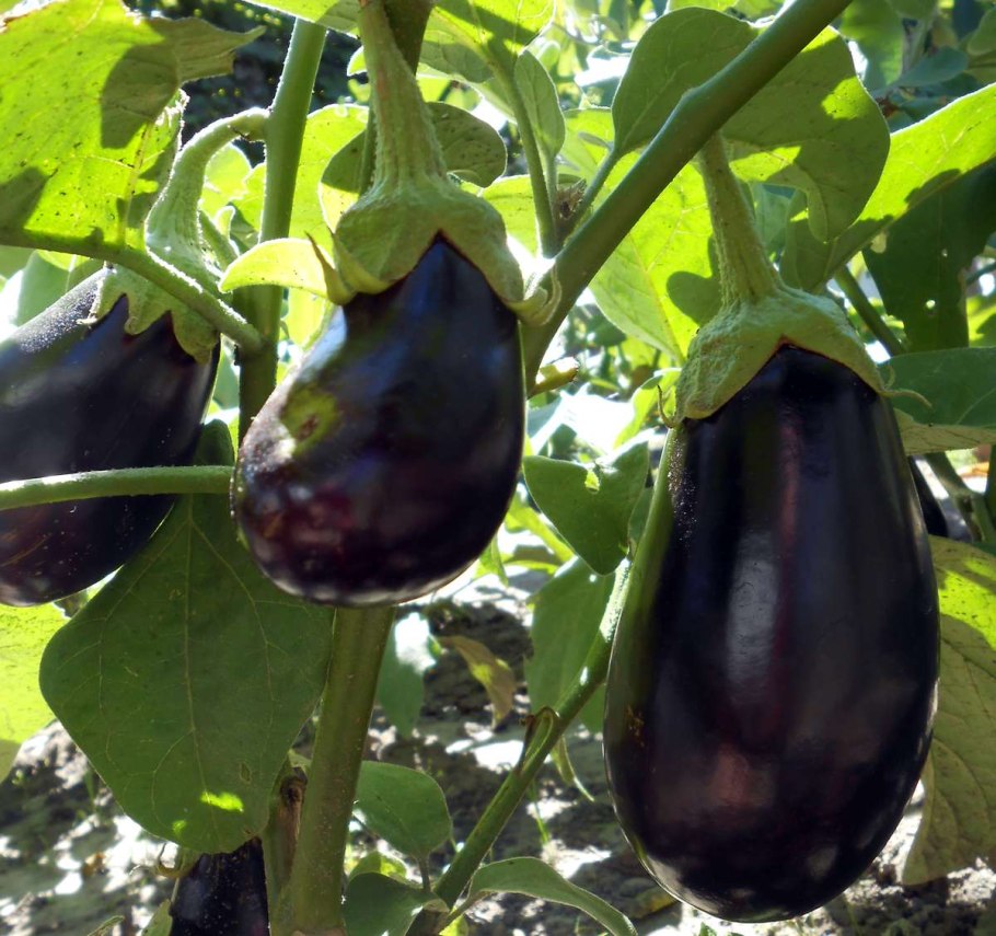 Aragon f1 баклажан