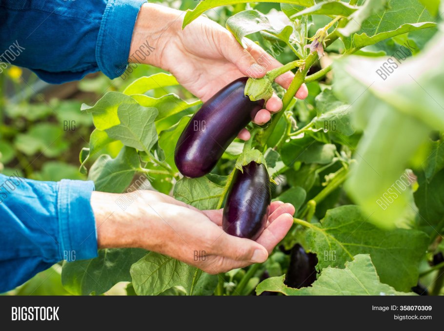 Куст баклажан Матросик