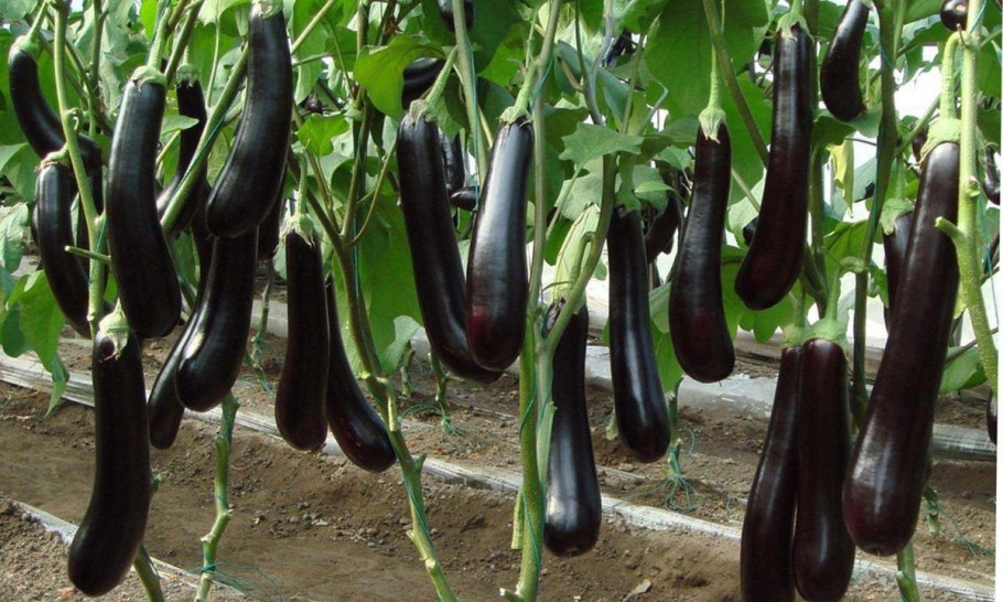 Баклажаны на грядке