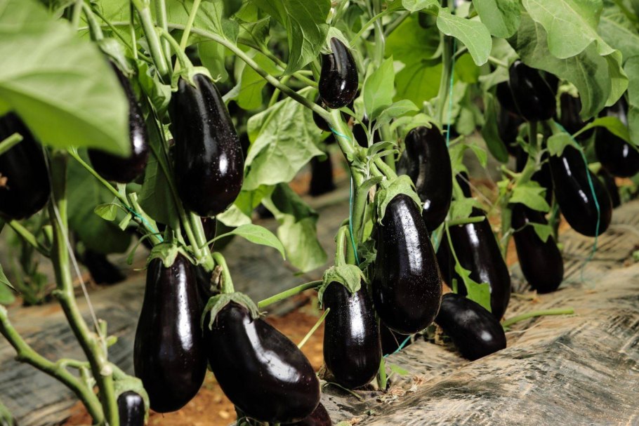 Баклажан Бенеция f1