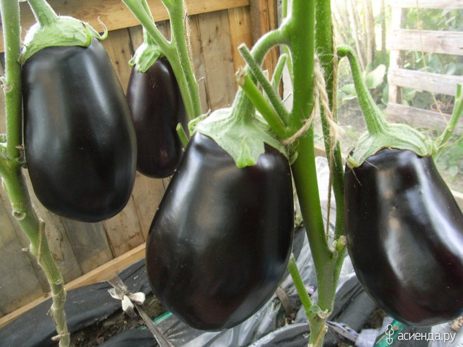 Баклажан Дервиш f1