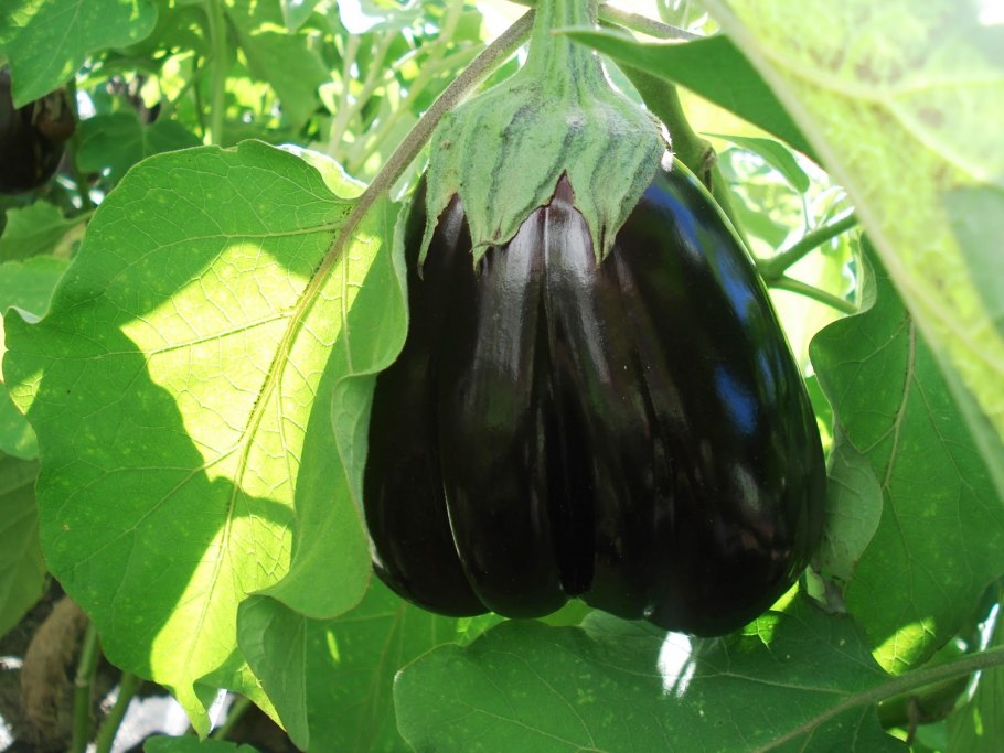 Баклажан Бастион f1