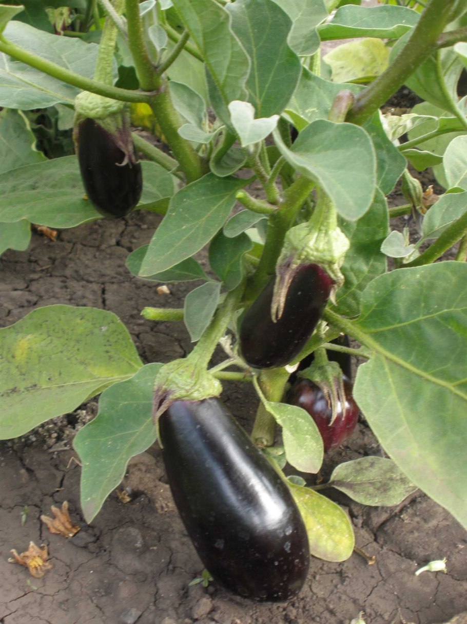 Баклажан японский карлик Сибирский сад