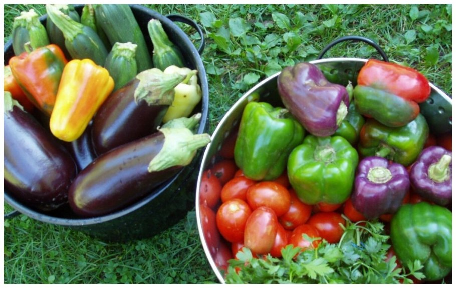 Подвязывание баклажанов