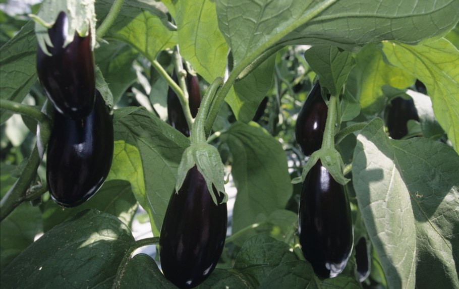 Баклажаны на даче