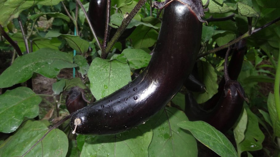 Баклажаны в теплице