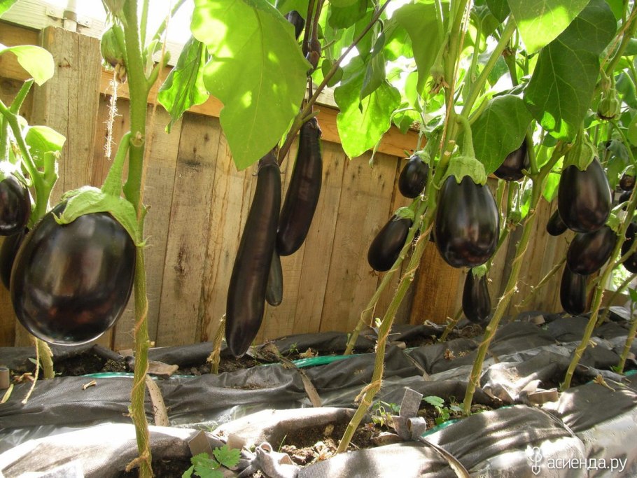 Баклажаны на грядке