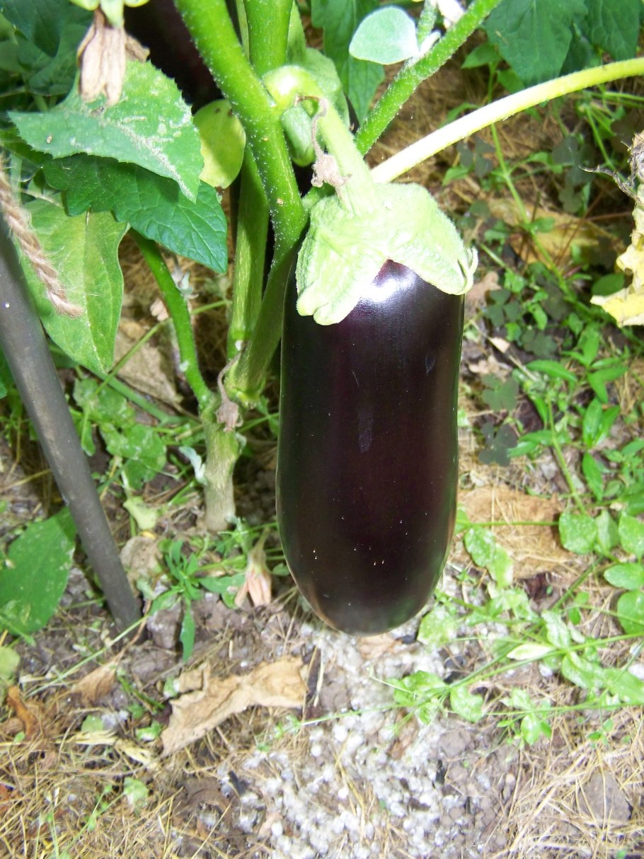 Баклажан Клара f1