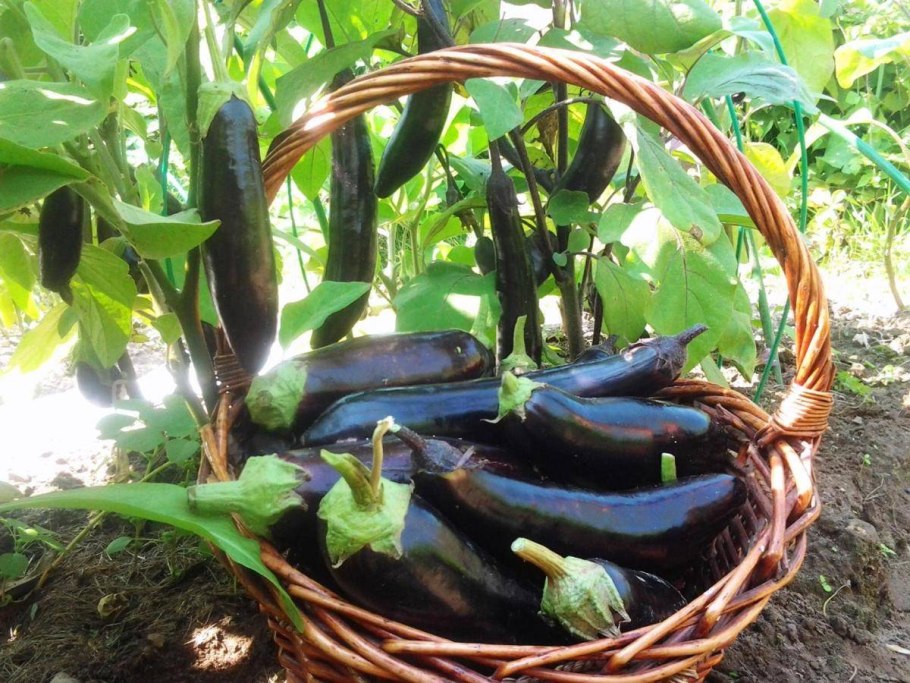 Баклажан Король севера f1